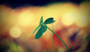 比利时队在跳水比赛中斩获金牌